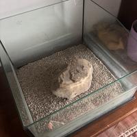 Acquario per tartarughe