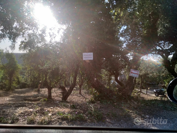 Terreno agricolo con uliveto