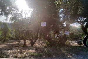 Terreno agricolo con uliveto