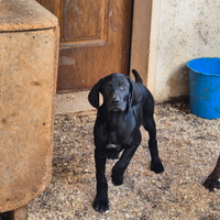 Cuccioli di bracco