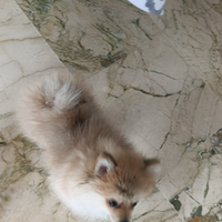 Animali