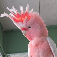 Cacatua Leadbeateri maschio