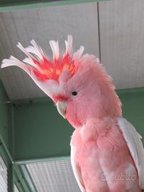 Cacatua Leadbeateri maschio