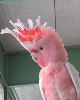 Cacatua Leadbeateri maschio