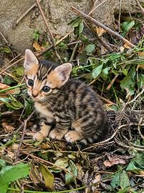Gattino incrocio Norvegese delle Foreste e Siamese