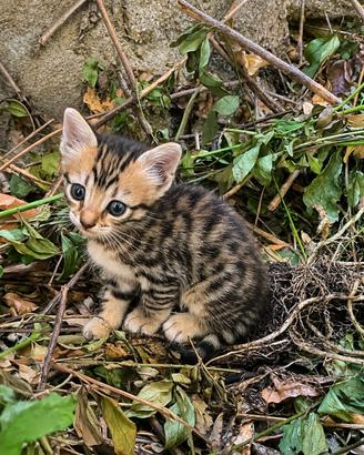 Gattino incrocio Norvegese delle Foreste e Siamese