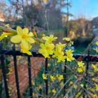 piantine di Jasminum Nudiflorum 