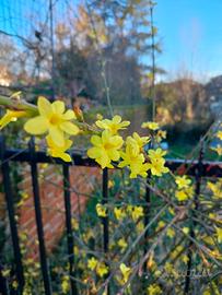 piantine di Jasminum Nudiflorum 