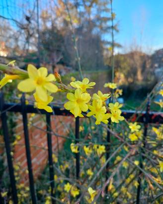 piantine di Jasminum Nudiflorum 