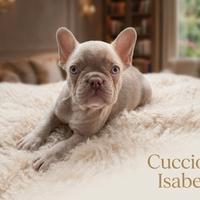 Cuccioli di Bulldog Francese Exotic