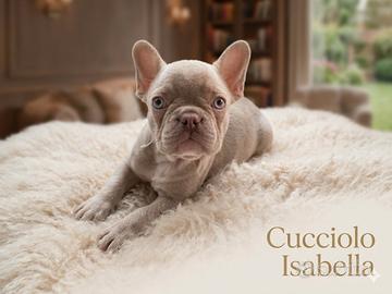 Cuccioli di Bulldog Francese Exotic