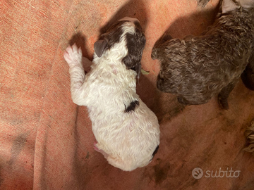 Cuccioli lagotto romagnolo
