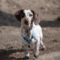 Bassotto piebald nano per monta