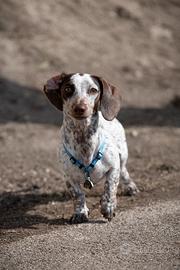 Bassotto piebald nano per monta