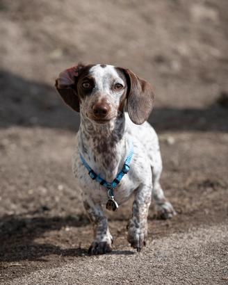 Bassotto piebald nano per monta