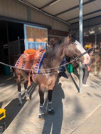 Quarter Horse da reining
