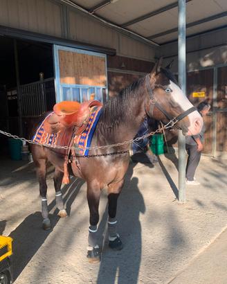 Quarter Horse da reining