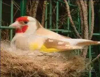 Cardellino