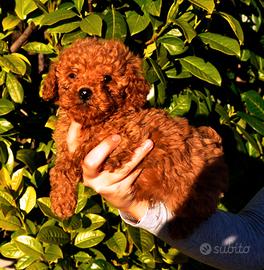Cuccioli di Barboncino
