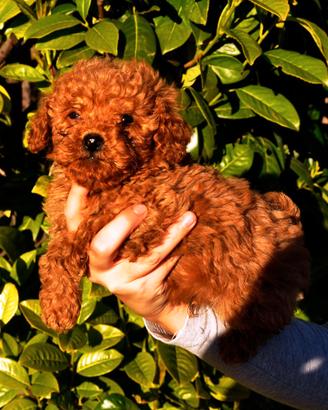 Cuccioli di Barboncino