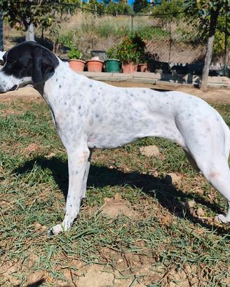 Pointer inglese F