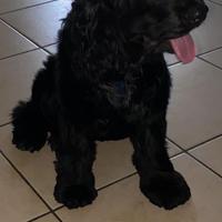 Cedosi cane