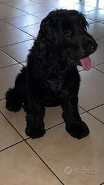 Cedosi cane