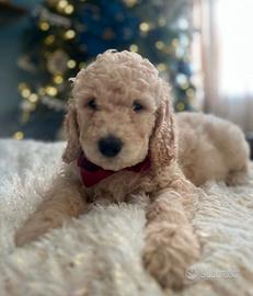 Cucciola barboncina toy albicocca