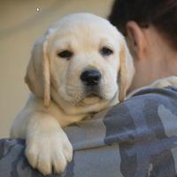 Cuccioli Gialli e Neri di Labrador