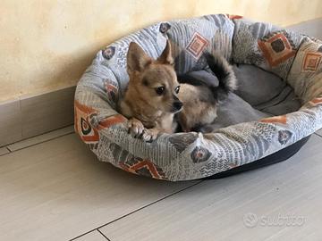 Cagnetta di piccola taglia in omaggio