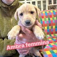 Cucciole mix Labrador due mesi