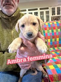 Cucciole mix Labrador due mesi