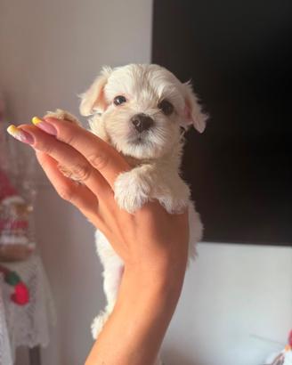 Maltese