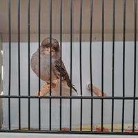 Canarini gloster maschi riproduttori