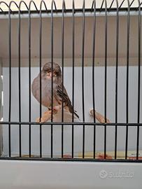 Canarini gloster maschi riproduttori