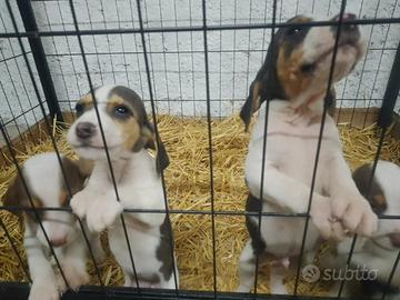 Segugio Francese Ariegeois