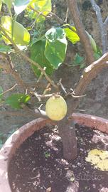 pianta di limone