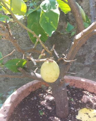 pianta di limone