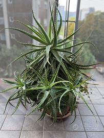 Pianta aloe