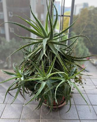 Pianta aloe