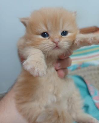 Cucciolo di gatto persiano