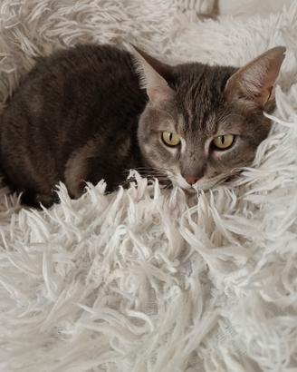 Gattone Oscar desidera una casa tutta sua