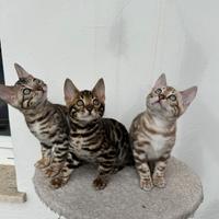 Gatti bengala cuccioli