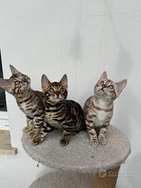 Gatti bengala cuccioli