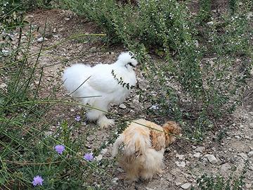 Trio di galline moroseta