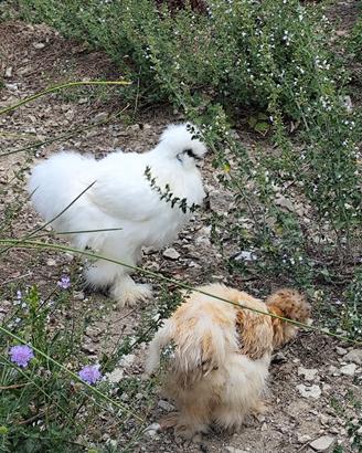 Trio di galline moroseta
