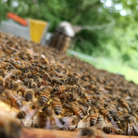 Ape regina ligustica + spedizione