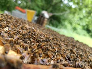 Ape regina ligustica + spedizione