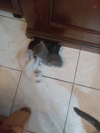 cuccioli di gatto