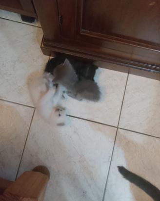 cuccioli di gatto